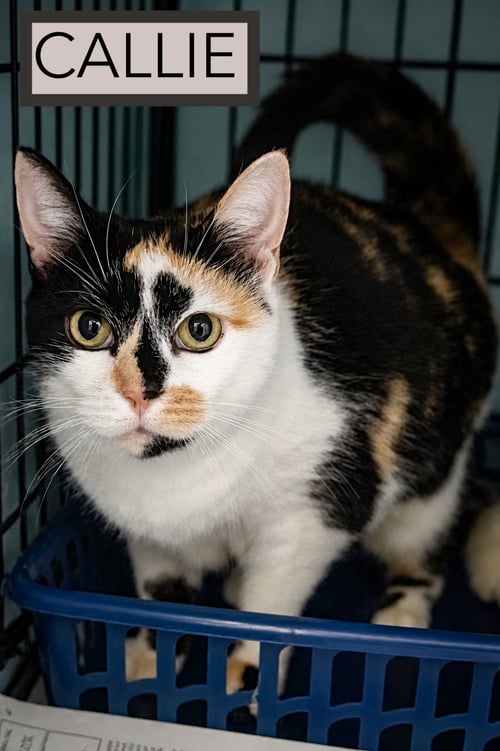 CALLIE (FCIFD# 06/02/2026 - 85 BRANDYWINE PS) - Calico available for adoption