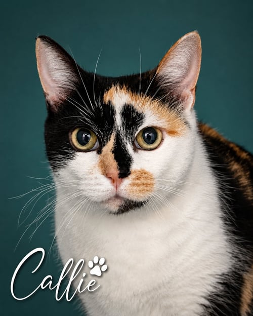 CALLIE (FCIFD# 06/02/2026 - 85 BRANDYWINE PS) - Calico available for adoption