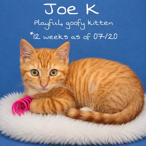 JOE K (FCID # 07/10/2026-167) - Domestic Short Hair available for adoption