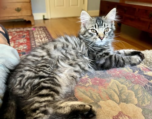 ELLIE (FCID# 05/19/2026-77 GLEN MILLS PS) - Domestic Medium Hair available for adoption