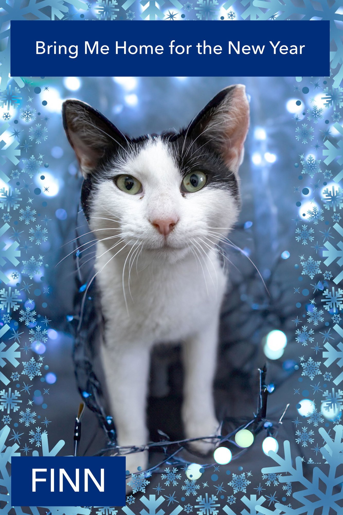 FINN & BAXTER (FCID# 10/06/2025 - 86 TRAINER) - Domestic Short Hair available for adoption