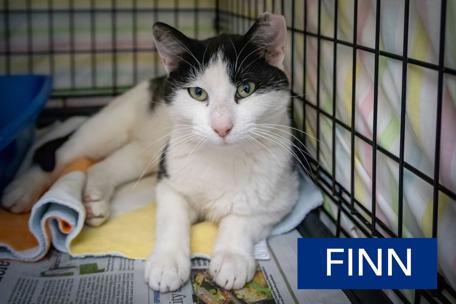 FINN & BAXTER (FCID# 10/06/2025 - 86 TRAINER) - Domestic Short Hair available for adoption