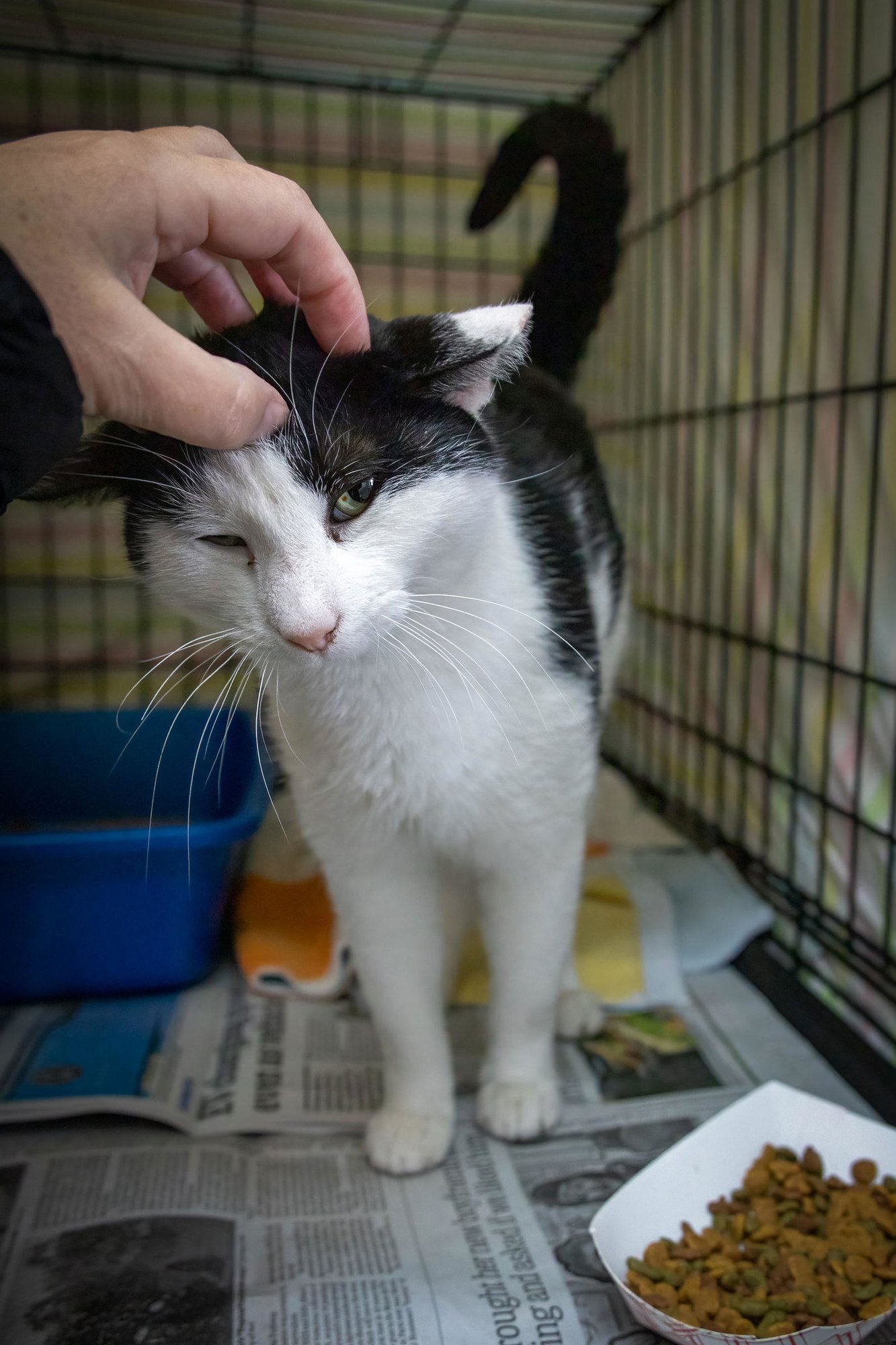 Finn & Baxter (FCID# 10/06/2025 - 86 Trainer) - Photo 3