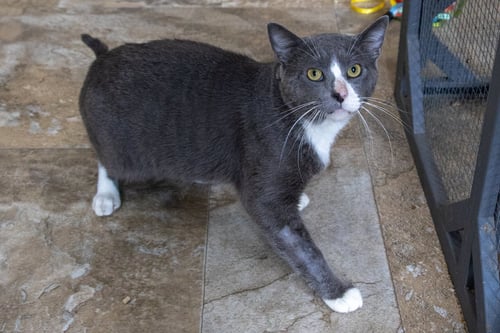 ASHER (FCID# 07/08/2026 - 57 TRAINER) - Domestic Short Hair available for adoption