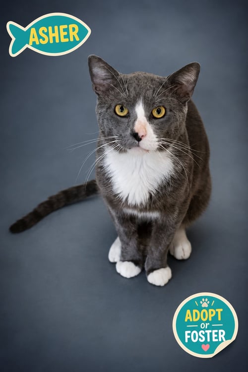 ASHER (FCID# 07/08/2026 - 57 TRAINER) - Domestic Short Hair available for adoption