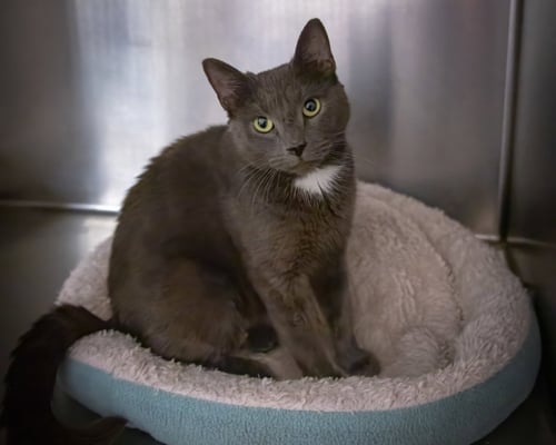 CAP (FCID# 05/13/2026 - 1 TRAINER) - Domestic Short Hair available for adoption
