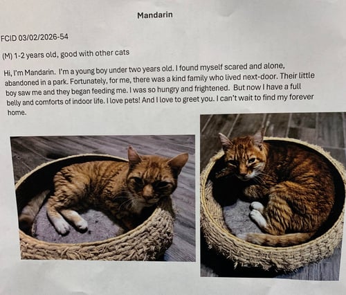 MANDARIN (FCID# 03/02/2026 - 54 MIDDLETOWN PS) DC - Tabby / Tuxedo for adoption in Dover