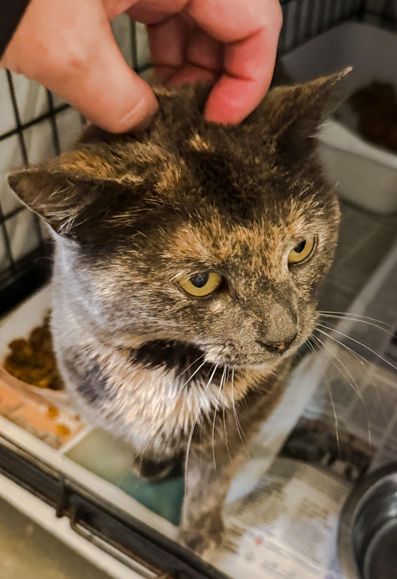 PARKER: BOBTAIL (FCID# 03/09/2026-22 MILLSBORO PS) - Bobtail / Dilute Tortoiseshell available for adoption