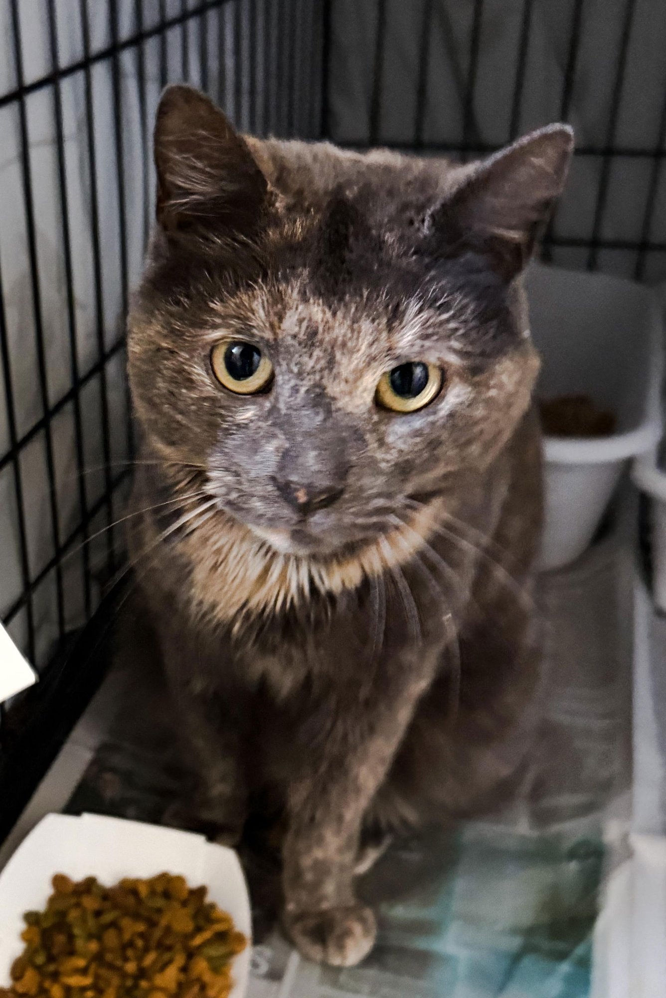 Parker: Bobtail (FCID# 03/09/2026-22 Millsboro PS) - Photo 4