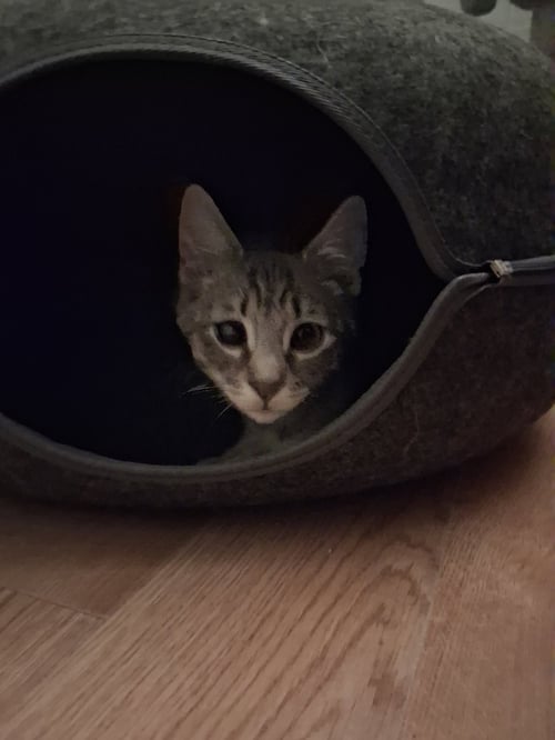 ROCKET W/COMET, WILLOW GROVE, (FCID 8/5/2026-156) - Domestic Short Hair available for adoption