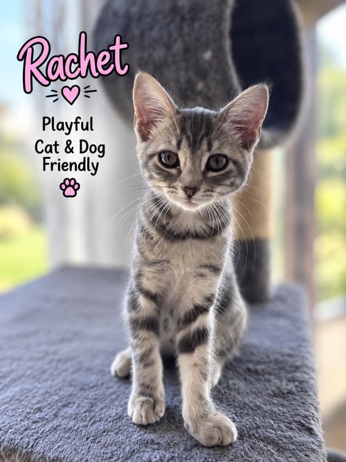 RACHET, WILLOW GROVE AREA, (FCID 08/18/2026-145) - Domestic Short Hair available for adoption