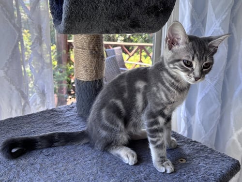 RACHET, WILLOW GROVE AREA, (FCID 08/18/2026-145) - Domestic Short Hair available for adoption