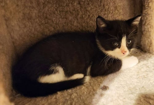 SELINA/SELENA (FCID 06/04/26-45 WEST CHESTER PS) K - Domestic Short Hair available for adoption
