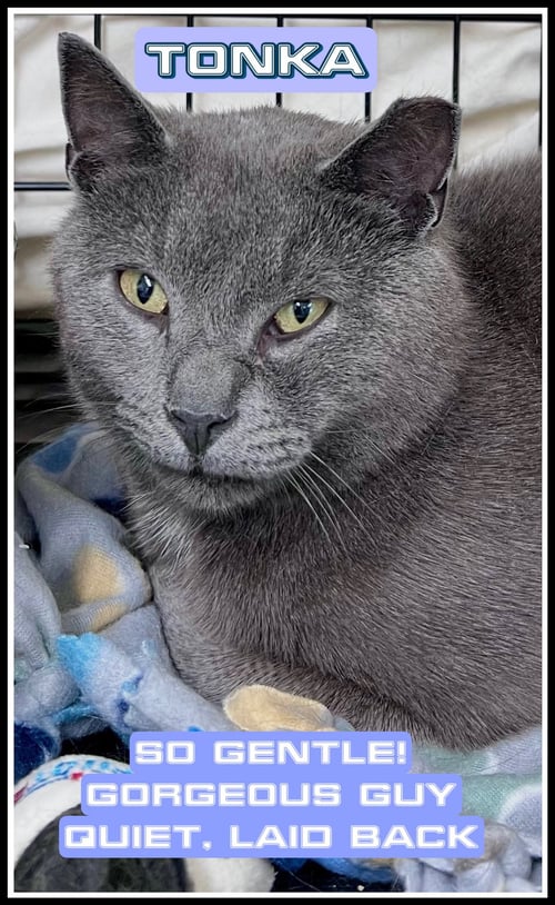 TONKA (02/04/2026 - 112) WILLOW GROVE PA - Domestic Short Hair / Russian Blue available for adoption