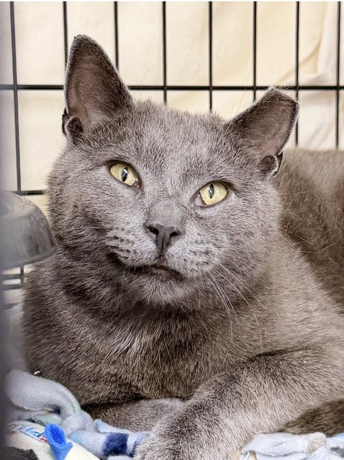 TONKA (02/04/2026 - 112) WILLOW GROVE PA - Domestic Short Hair / Russian Blue available for adoption