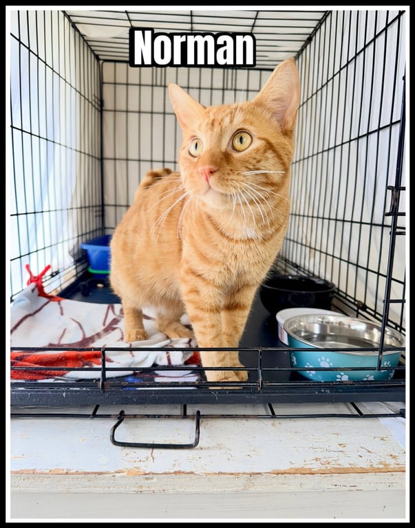 Norman (FCID# 05/12/2026-122 Jenkintown PS) Image