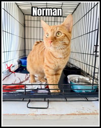 Norman (FCID# 05/12/2026-122 Jenkintown PS) - Photo 1