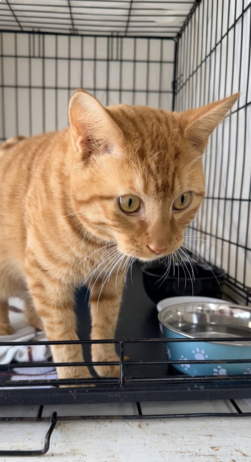 NORMAN (FCID# 05/12/2026-122 JENKINTOWN PS) - Tabby / Domestic Short Hair available for adoption