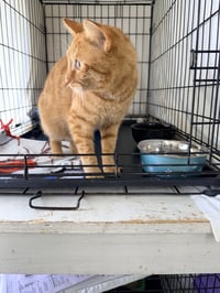 Norman (FCID# 05/12/2026-122 Jenkintown PS) - Photo 4