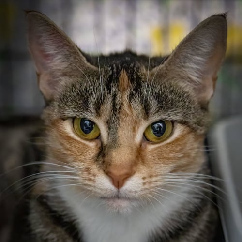 TRIXIE (FCID# 04/16/2026 - 61 TRAINER) - Tabby available for adoption