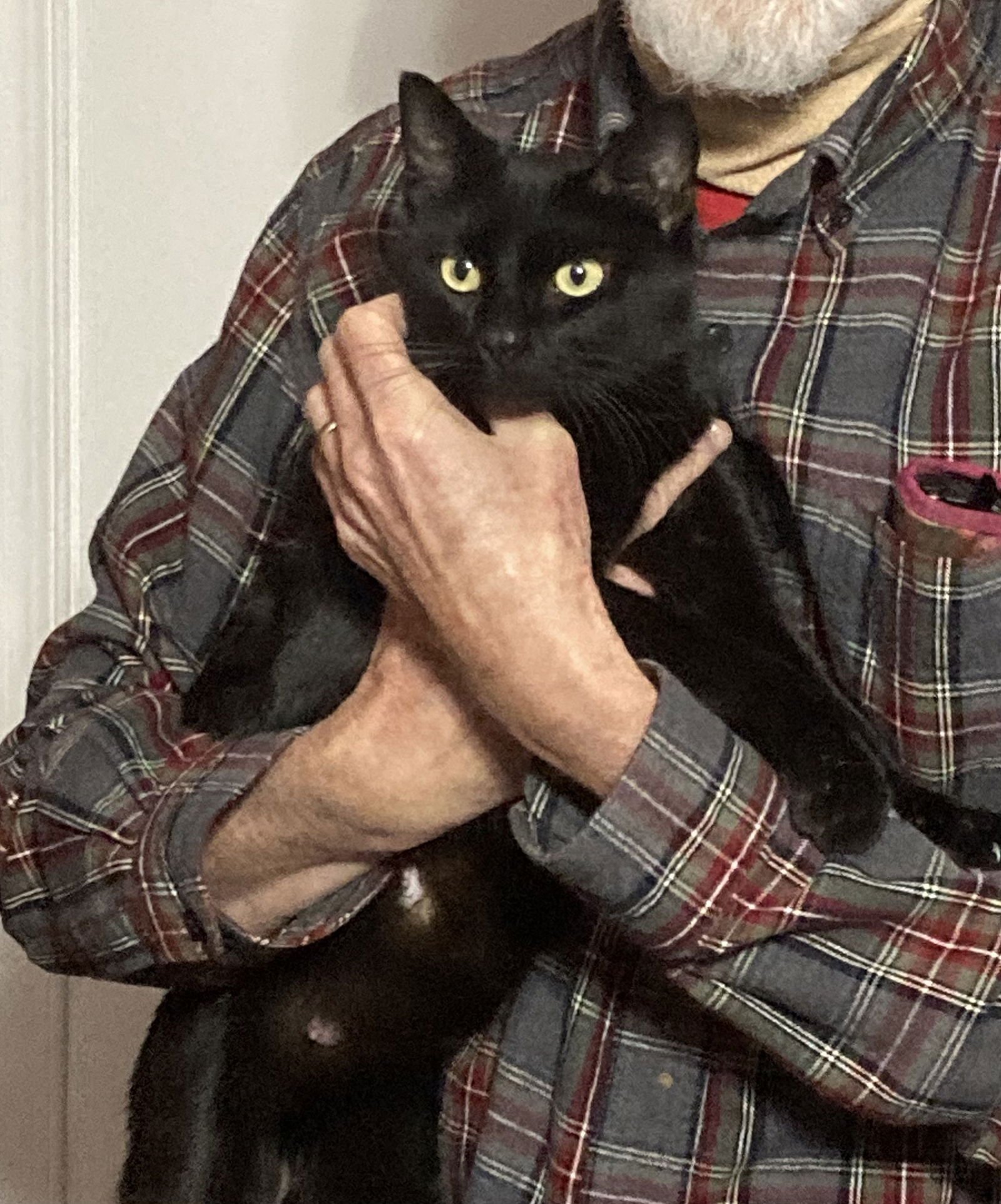 WINDY, JENKINTOWN PS (FCID 12/16/2025-129) - Domestic Short Hair available for adoption