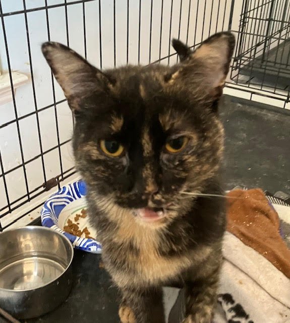 CASSIDY (FCID# 01/12/2026 - 67) - Tortoiseshell available for adoption