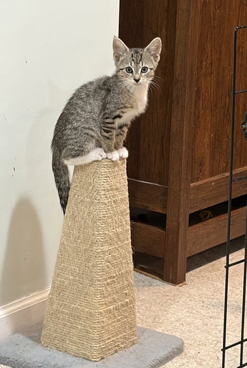 VIOLET, WILLOW GROVE AREA, (FCID 07/08/2026-154) - Domestic Short Hair available for adoption