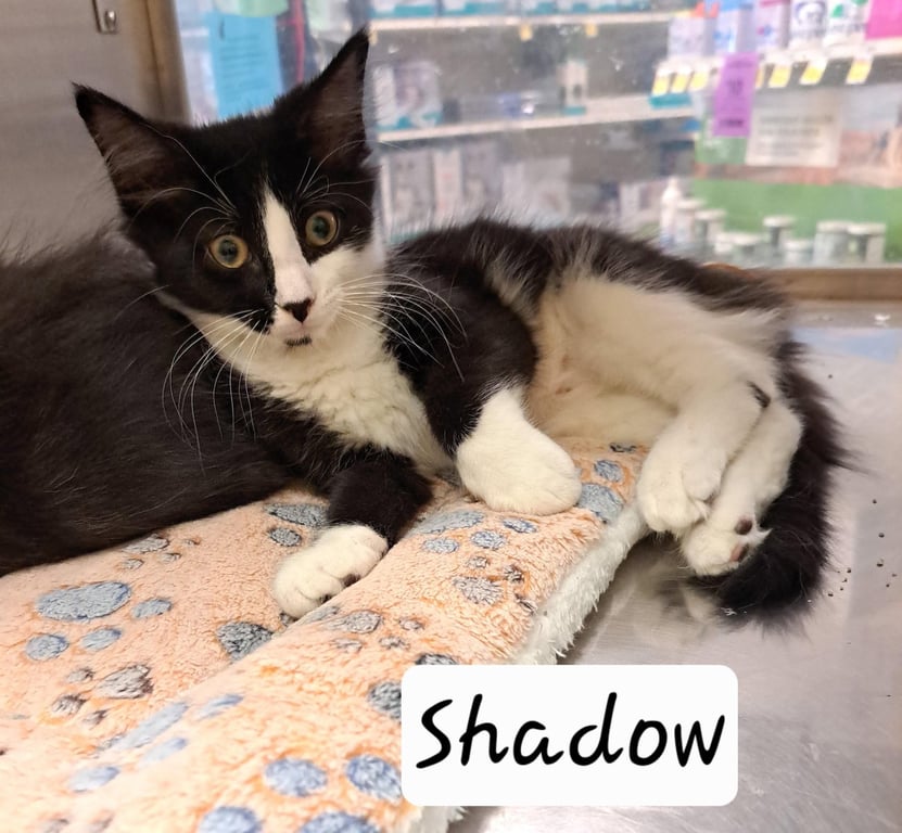 Shadow (FCID# 07/08/2026 - 2 Brandywine PS) Image