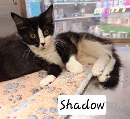SHADOW (FCID# 07/08/2026 - 2 BRANDYWINE PS) - Tuxedo for adoption in Wilmington