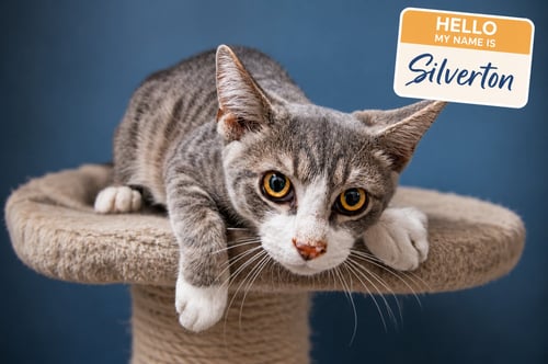 SILVERTON (FCID# 07/16/2026 - 82 TRAINER) - Tabby / Tuxedo available for adoption