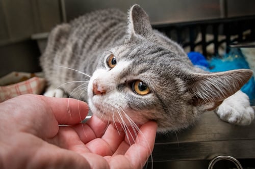 SILVERTON (FCID# 07/16/2026 - 82 TRAINER) - Tabby / Tuxedo available for adoption
