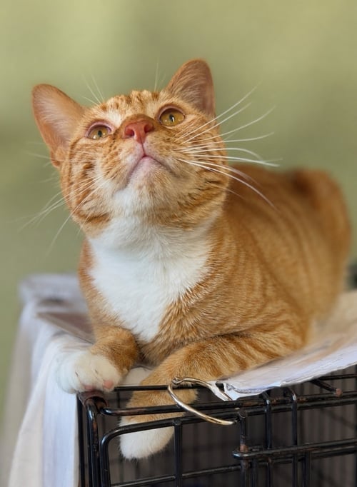 LAFAYETTE (FCID# 06/26/2026 - 146) WILLOW GROVE - Tabby available for adoption