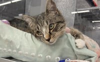 Sammy (FCID# 03/23/2026 - 20 West Chester PS) - Photo 1