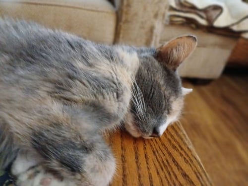 KERRY WILLOW GROVE AREA (FCID 06/09/2026-150) - Dilute Calico / Domestic Short Hair available for adoption