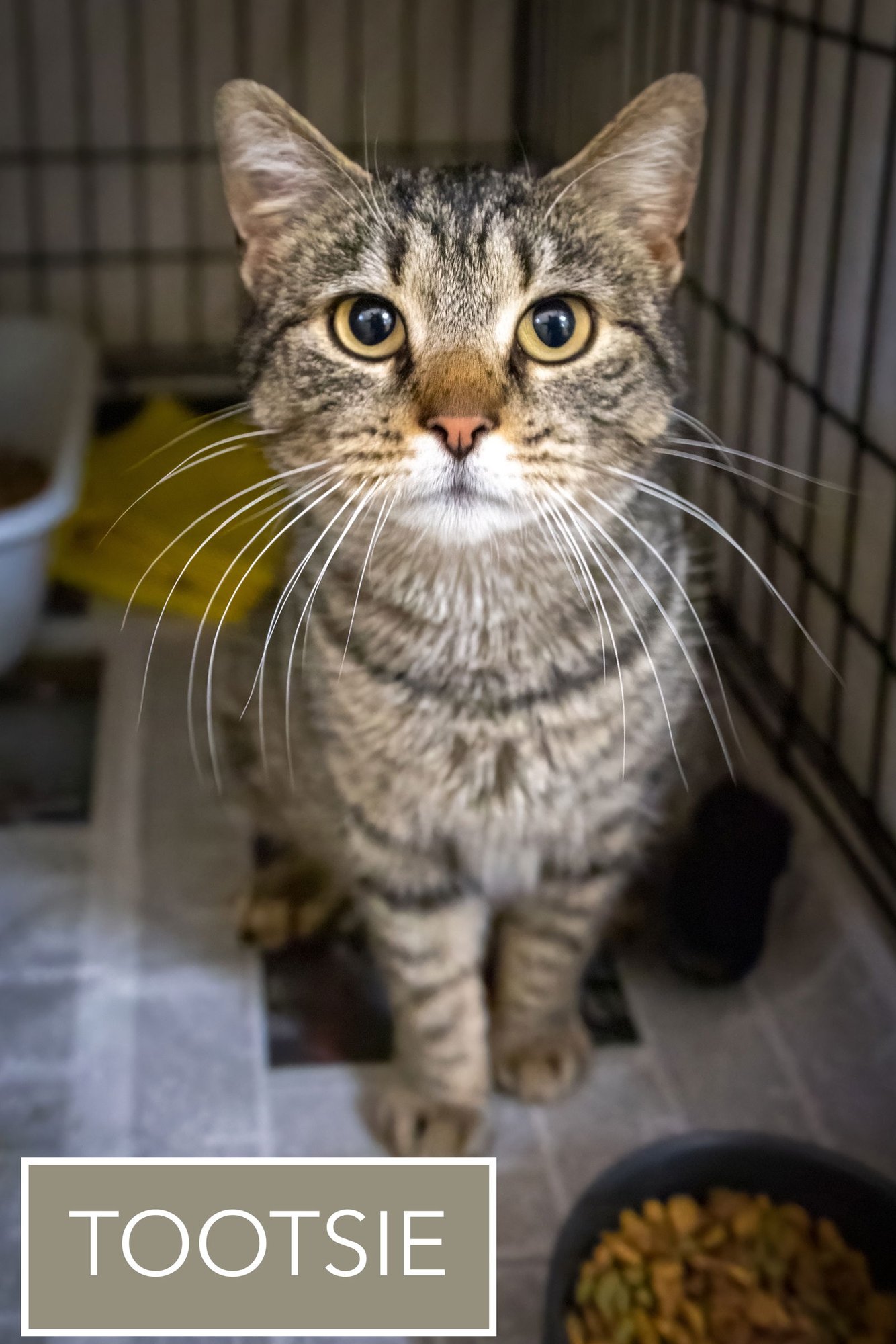 TOOTSIE (FCID# 02/19/2026 - 21 BRANDYWINE PS) C - Tabby available for adoption