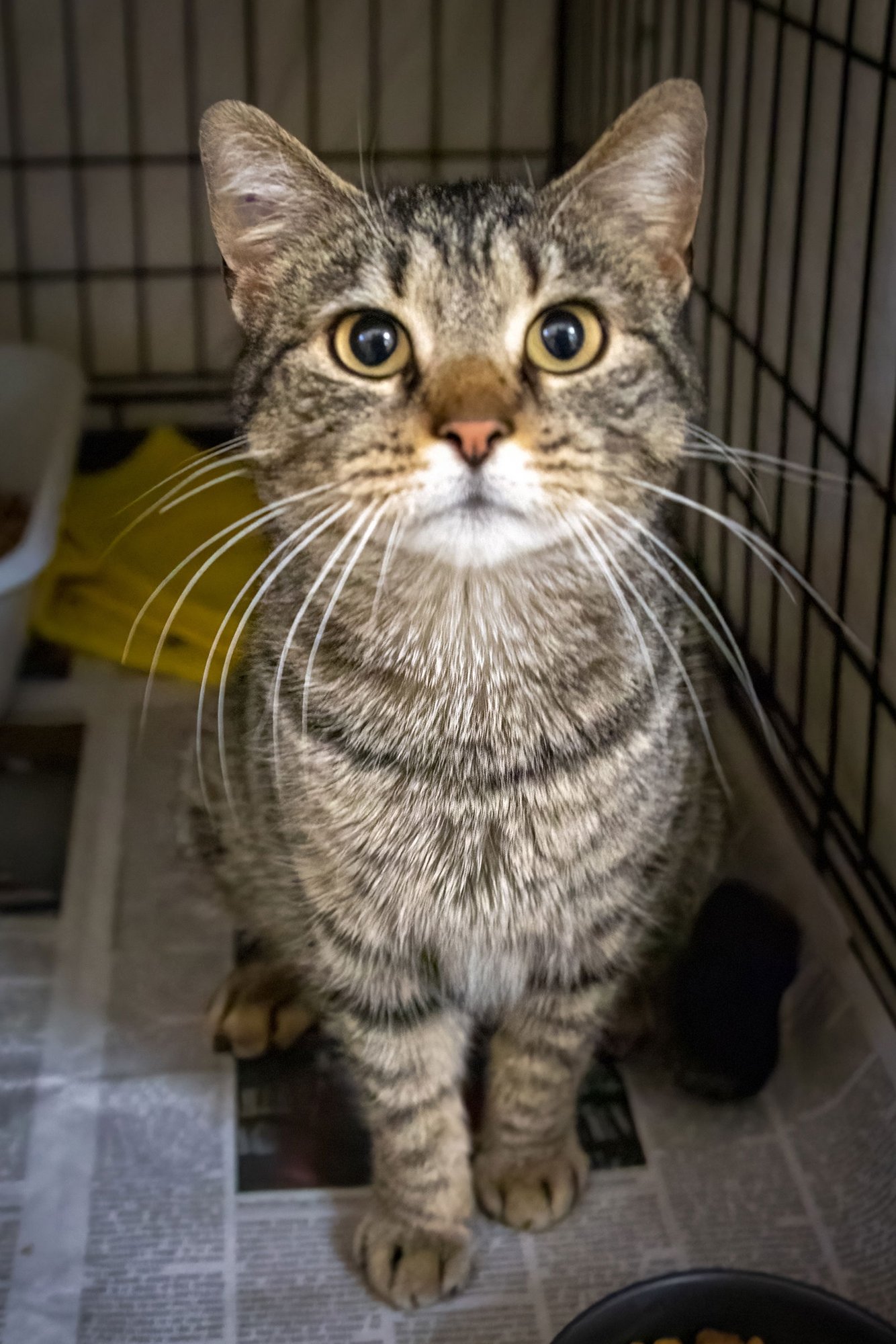 TOOTSIE (FCID# 02/19/2026 - 21 BRANDYWINE PS) C - Tabby available for adoption