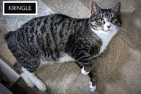 Kringle: Medical/SN Foster (FCID# 01/07/2026 - 90) - Photo 1