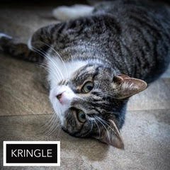 KRINGLE: MEDICAL/SN FOSTER (FCID# 01/07/2026 - 90) - Tabby available for adoption