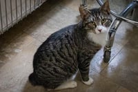 Kringle: Medical/SN Foster (FCID# 01/07/2026 - 90) - Photo 3