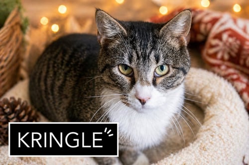 KRINGLE (FCID# 01/07/2026 - 90) - Tabby available for adoption