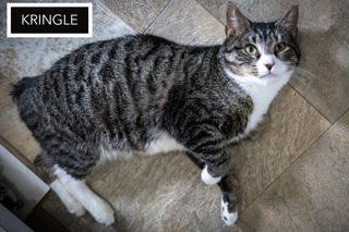 KRINGLE (FCID# 01/07/2026 - 90) - Tabby available for adoption