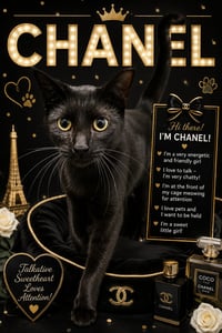 Chanel (FCID# 05/13/2026 - 51 Trainer) - Photo 1