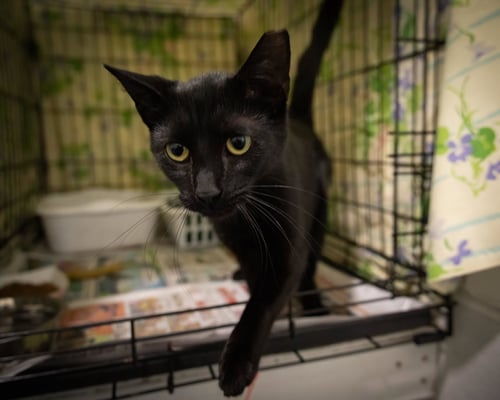 CHANEL (FCID# 05/13/2026 - 51 TRAINER) - Domestic Short Hair available for adoption