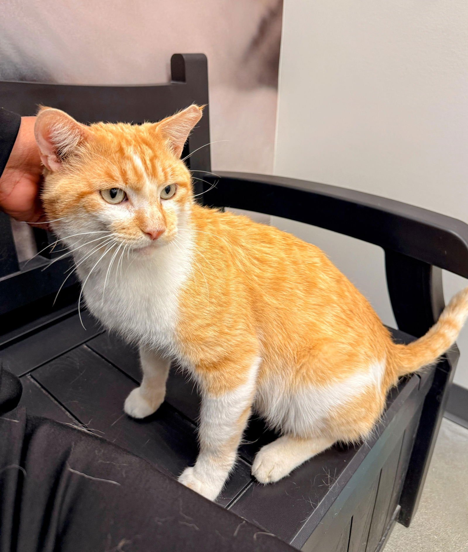 THOMAS/TOMMY (FCID# 11/19/25-30 MIDDLETOWN PS) KC - Tabby available for adoption