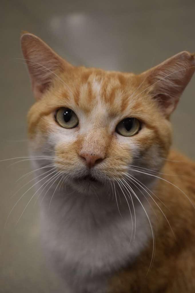 THOMAS/TOMMY (FCID# 11/19/25-30 MIDDLETOWN PS) KC - Tabby available for adoption