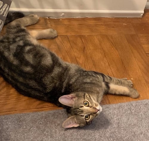 MASTER COPPERFIELD (FCID 7/01/26-2 GLEN MILLS PS)C - Tabby available for adoption