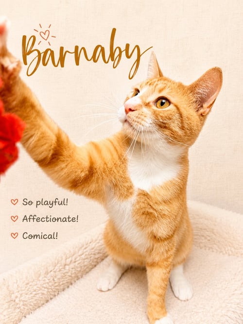 BARNABY (FCID# 05/05/2026 - 124) WILLOW GROVE - Tabby available for adoption