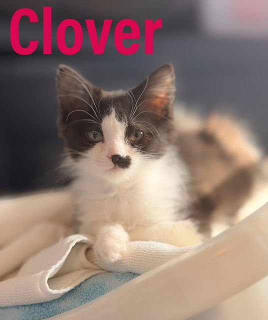 CLOVER DMH, WILLOW GROVE PA, (FCID 01/13/2026-149) - Domestic Medium Hair available for adoption