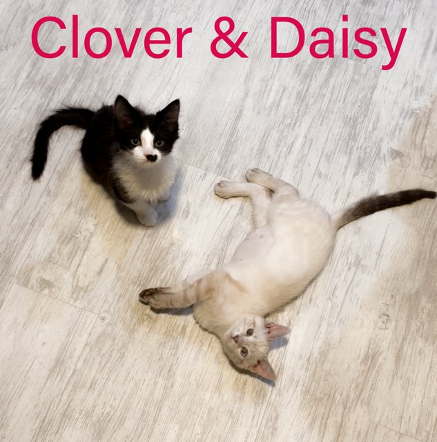 Clover DMH, Willow Grove PA, (FCID 01/13/2026-149) - Photo 3