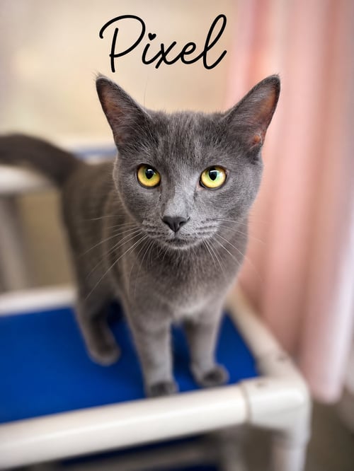 PIXEL, WILLOW GROVE PS, (FCID 09/23/2025-121) - Domestic Short Hair / Russian Blue available for adoption